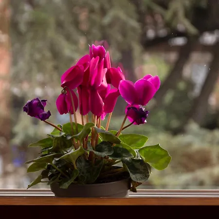 Casa Giuly Apartment Parma